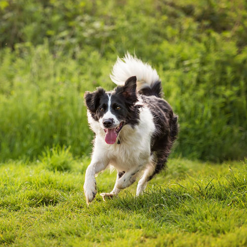 dog in circle