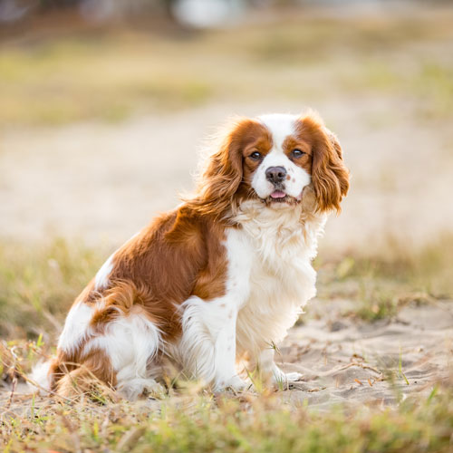 Cavalier King Charles Spaniel Dog Breed Information