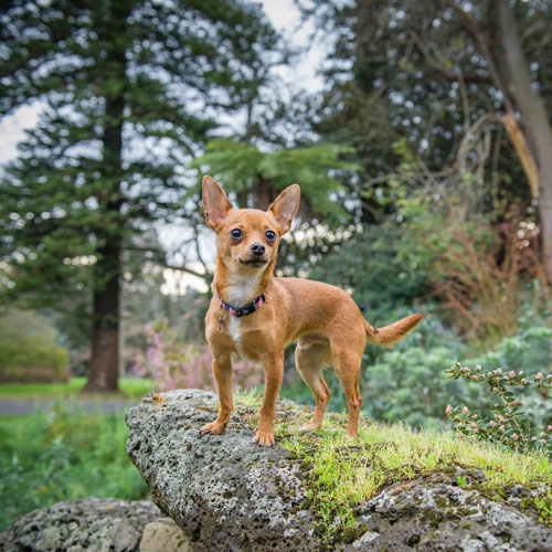 dog in circle