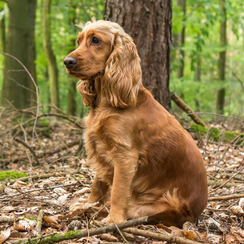 dog in circle