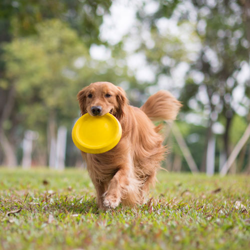 dog in circle