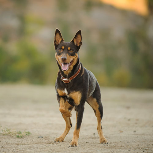 the kelpie dog