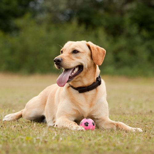 dog in circle