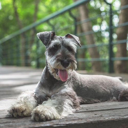 https://www.guildinsurance.com.au/images/librariesprovider3/breed-images/500x500/dog_miniature-schnauzer.jpg?sfvrsn=a611600b_2