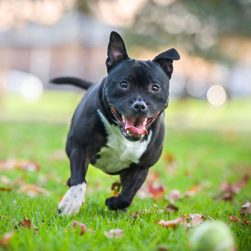 english staffy black and white