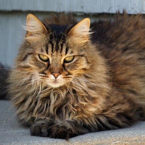 domestic longhair kitten