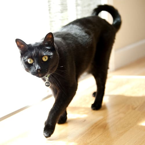 Domestic Short Hair Cat Breed Facts Traits Health Vets Choice Vets Choice