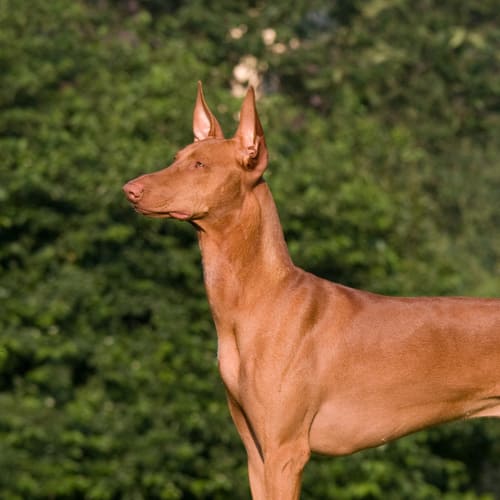 Egyptian pharaoh sales hound