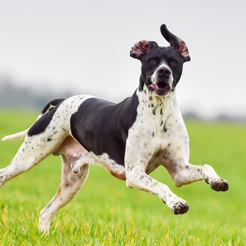English pointer best sale