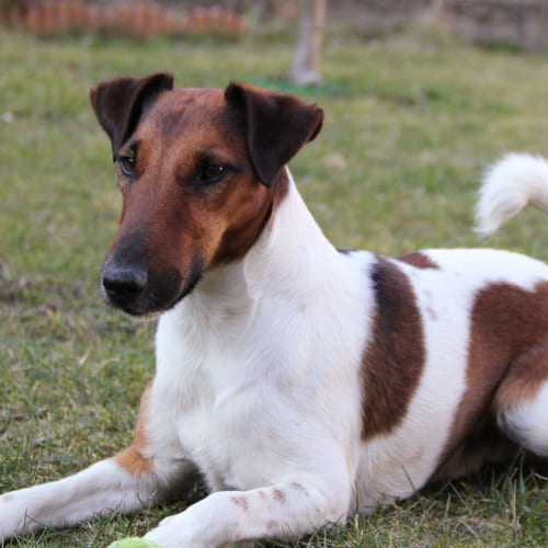 Fox Terrier Smooth Breed - Facts - Traits - Health | Vets Choice | Vets  Choice