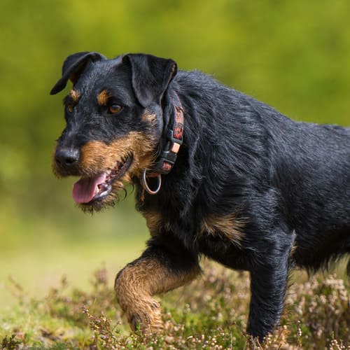 German hunting deals dog