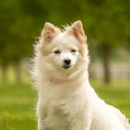 Klein hotsell spitz dog