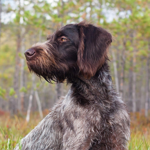 German Wirehaired Pointer Breed - Facts - Traits - Health | Vets Choice |  Vets Choice