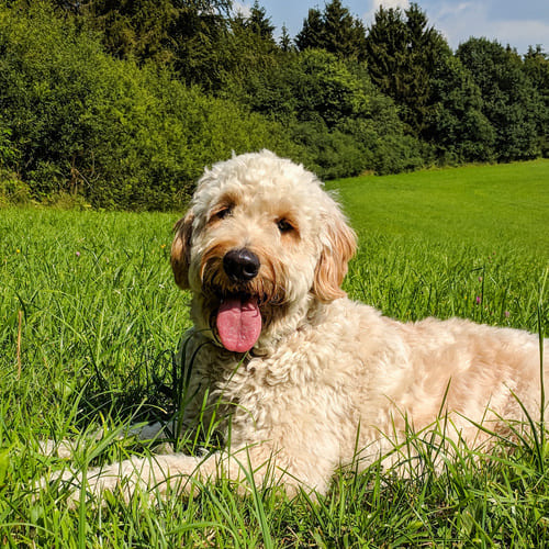 dog in circle