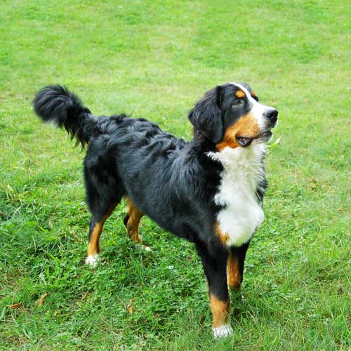 Greater Swiss Mountain Dog