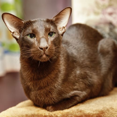 Havana Cat Breed Facts Traits Health Vets Choice Vets Choice