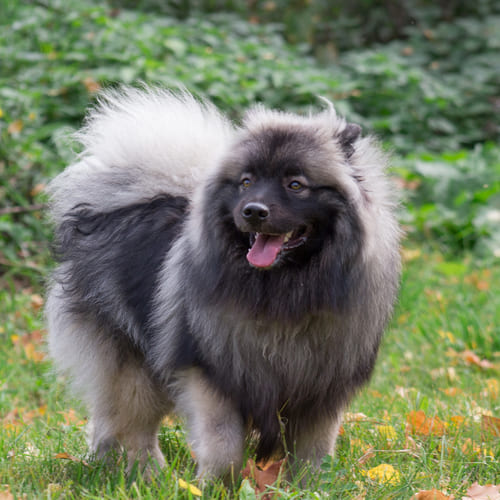 Keeshond Breed - Facts - Traits - Health | Vets Choice | Vets Choice