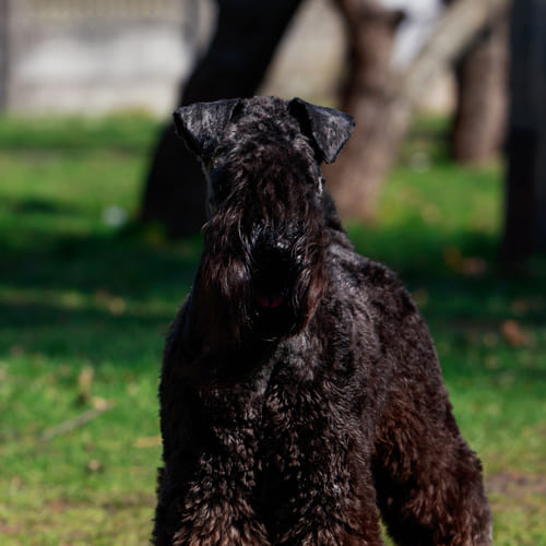 dog in circle