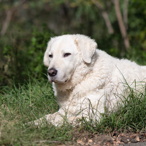 dog in circle