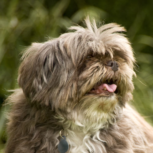 Lhasa apso temperament fearless cheap