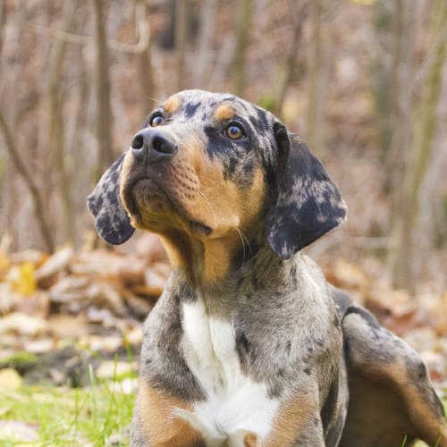 catahoula leopard dog weight