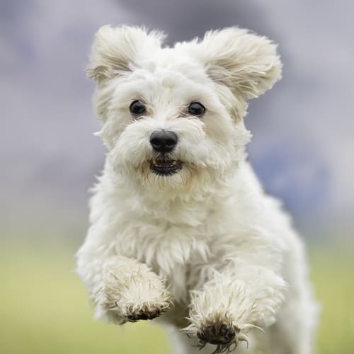 Cross sales maltese dog