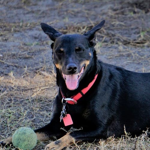 dog in circle