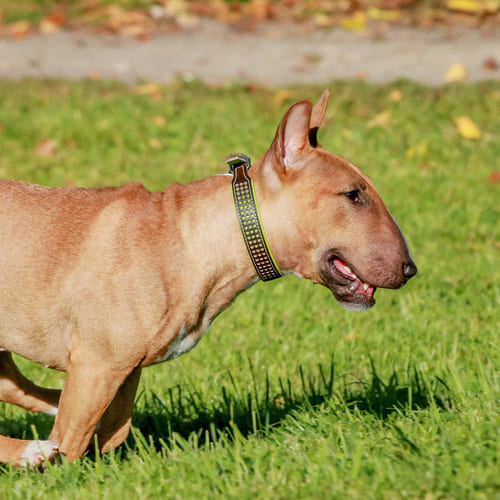 dog in circle