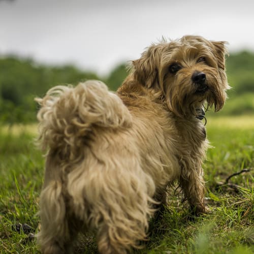 dog in circle