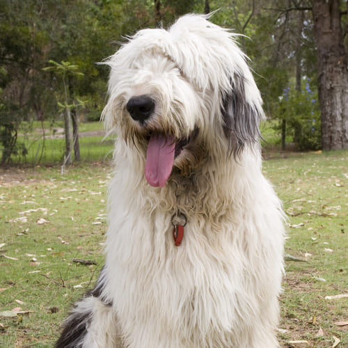 Old english sheepdog coat type cheap