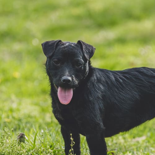 Pictures of patterdale terriers