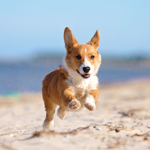 Pembroke Welsh Corgi Dog Breed - Facts - Traits - Health | Vets Choice ...