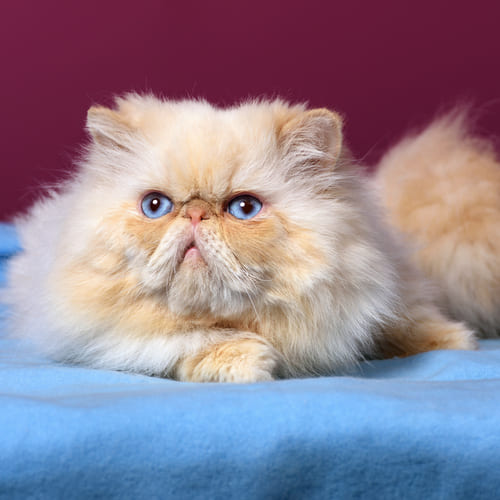 persian blue point cat