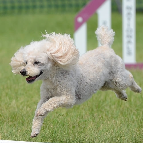 dog in circle