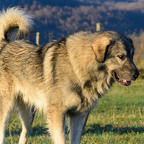 sarplaninac dog