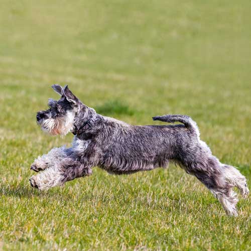 Schnauzer