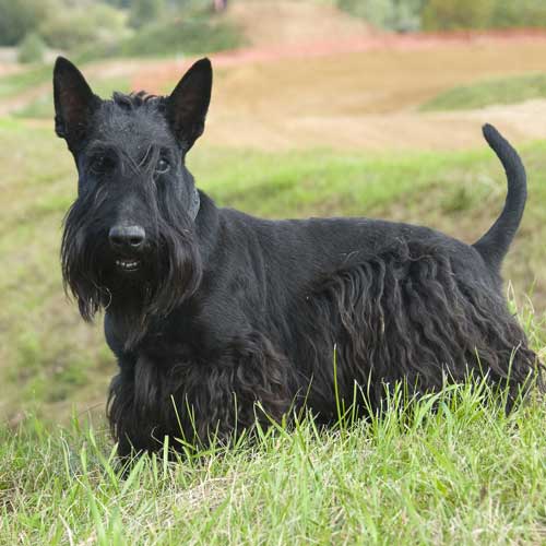 Scottish Terrier