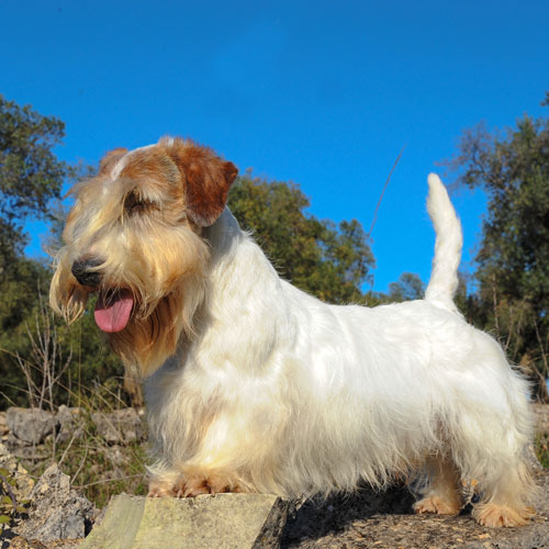 Sealyham Terrier