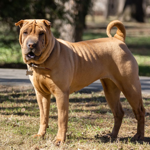 Shar-Pei