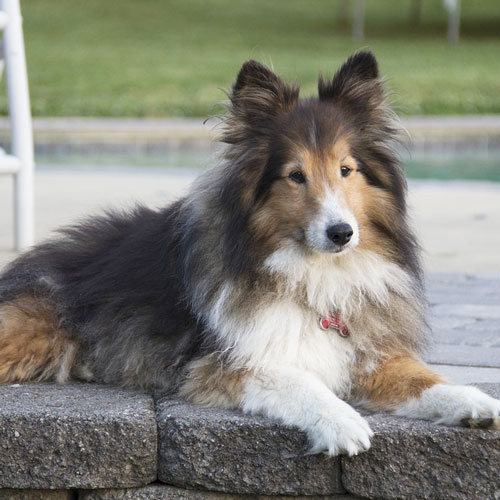 Shetland Sheepdog