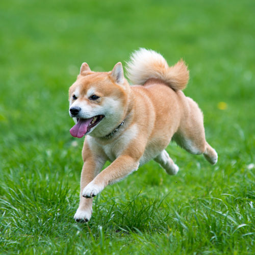 Shiba Inu