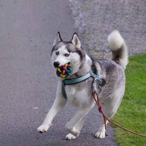 Siberian Husky