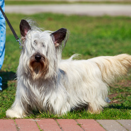 Skye Terrier