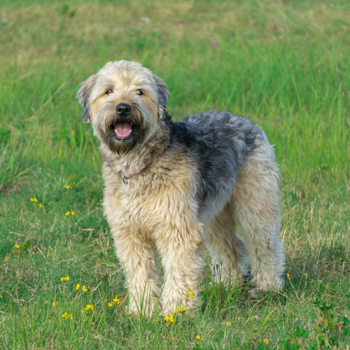 Soft Coated Wheaten Terrier