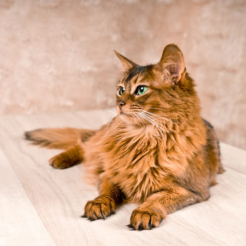 Somali Ruddy Cat Breed Facts Traits Health Vets Choice Vets Choice Somali Ruddy Cat Breed Facts Traits Health Vets Choice Vets Choice