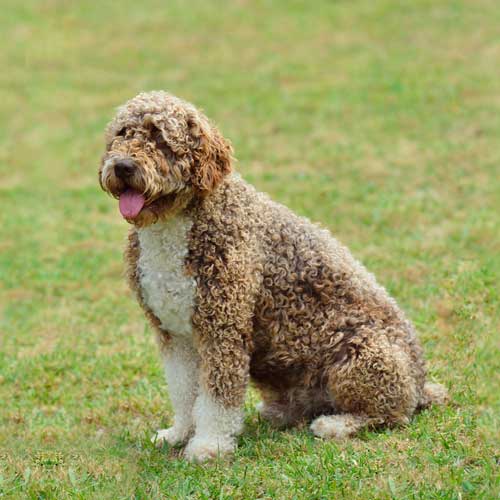 Spanish Water Dog