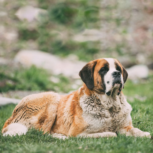 10 Facts About Saint Bernards