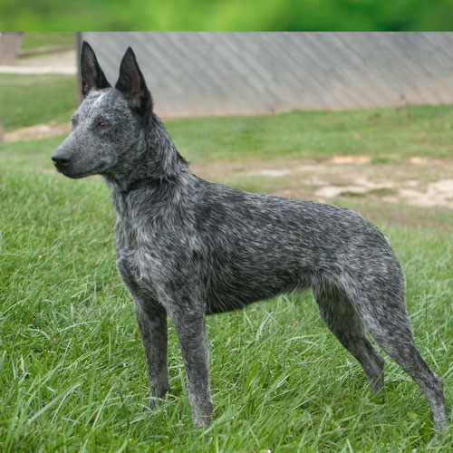 Sumpy Tail Cattle Dog