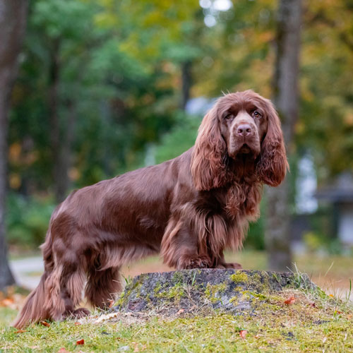 Sussex Spaniel