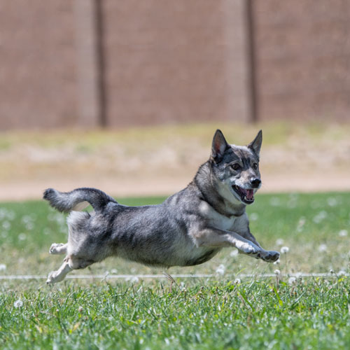 Swedish Vallhund